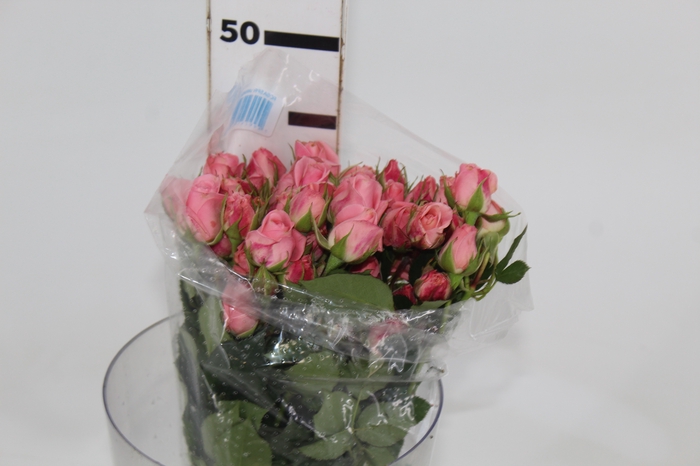 ROSA SPRAY STAR BLUSH 040 CM