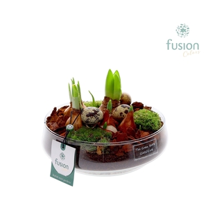 Green Bottle Iris Medium Pasen met Bollen mix