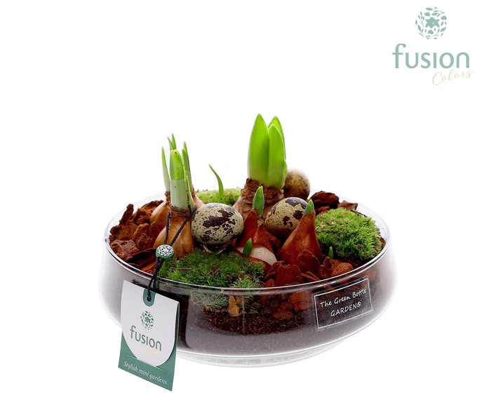 <h4>Green Bottle Iris Medium Pasen met Bollen mix</h4>