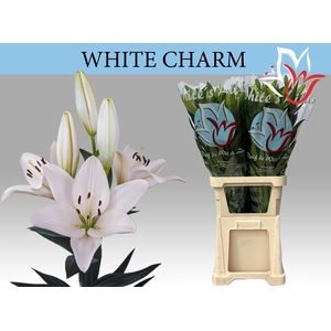 LI LA WHITE CHARM