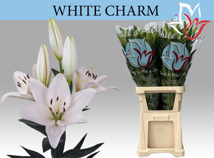 LI LA WHITE CHARM