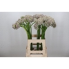 Allium  'Silverspring'