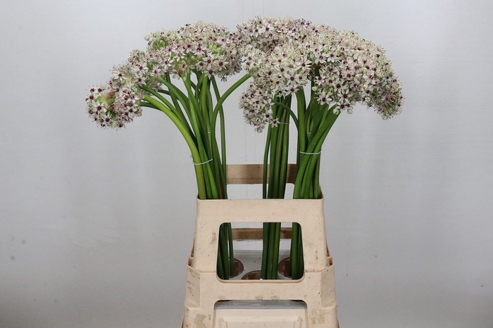 <h4>Allium  'Silverspring'</h4>