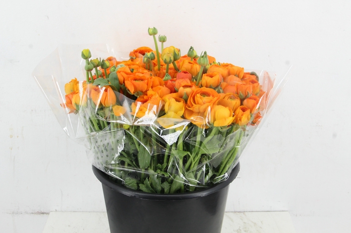 <h4>RAN ELEGANCE ORANGE</h4>