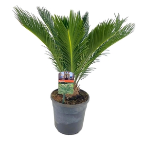 Cycas revoluta