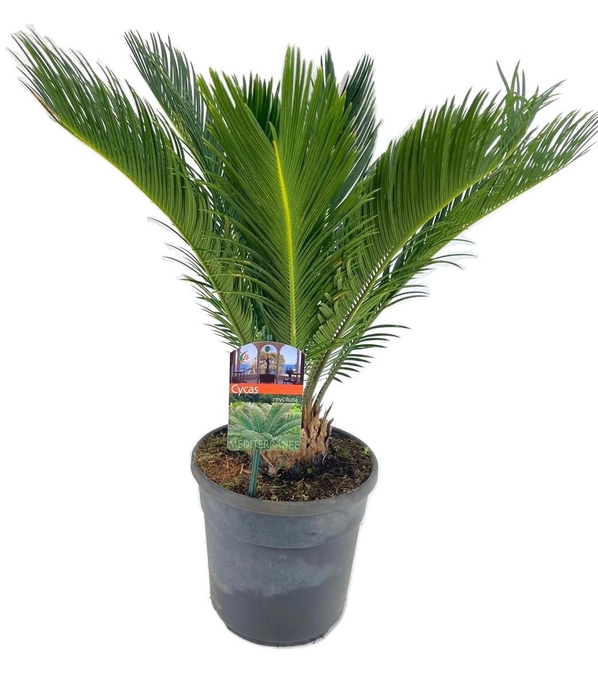 <h4>Cycas revoluta</h4>