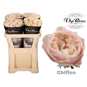 ROSA GR 'CHIFFON'