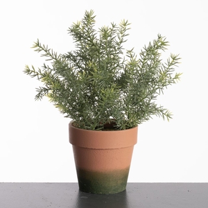 AF Asparagus pot H31cm Green