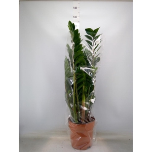 Zamioculcas zamiifolia