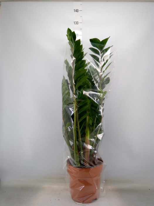 <h4>Zamioculcas zamiifolia</h4>
