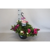 Hangpotten 27 waterreservoir Mix 14 Petunia trio