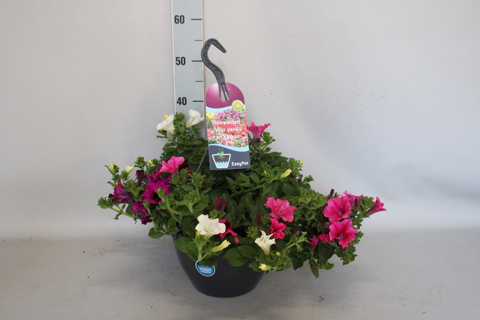Hangpotten 27 waterreservoir Mix 14 Petunia trio
