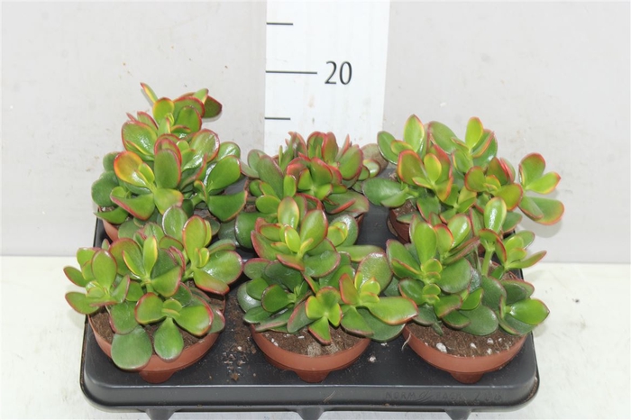 <h4>Crassula Sunset</h4>