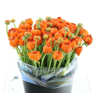 Ran Su Sr Lambada Orange 1a