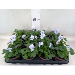 Viola corn. 'Evo Mini Marina'