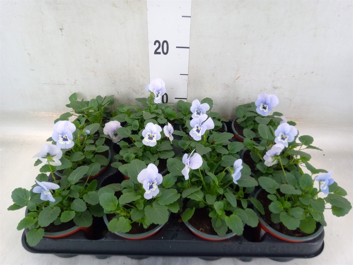 <h4>Viola corn. 'Evo Mini Marina'</h4>
