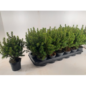 PICEA GL PERFECTA