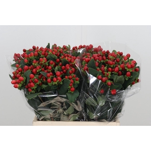 Hypericum Androsaemum