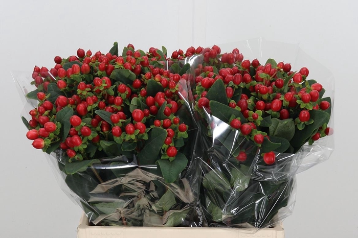 <h4>Hypericum Androsaemum</h4>