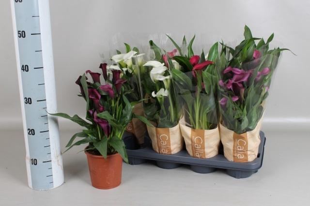 <h4>ZANT GEM 5 KL</h4>