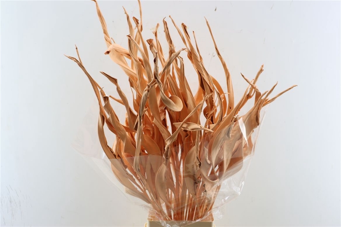 <h4>Dried Strelitziablad Zalm P Stem</h4>