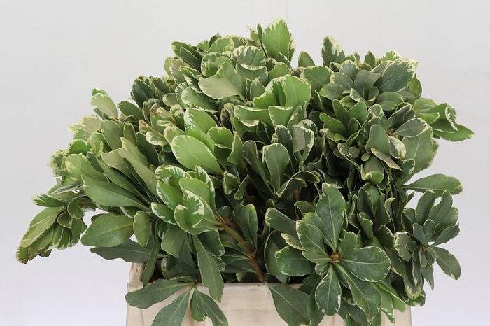 <h4>PITTOSP TO ILAN</h4>