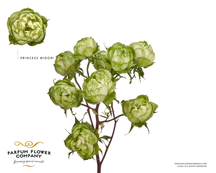 <h4>Rosa Garden Princess Midori</h4>