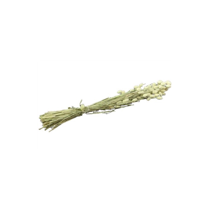 <h4>Bunch Phalaris 200g L65</h4>