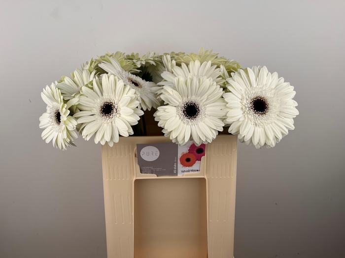 <h4>GE GR WHITE HOUSE</h4>