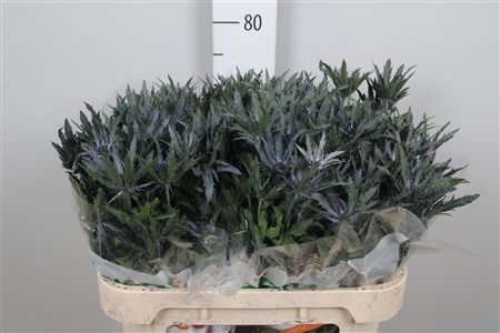 <h4>Eryn A Blue Star</h4>