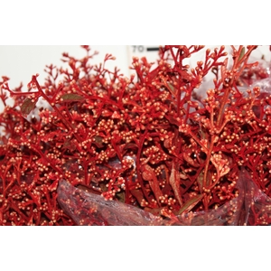 FOLHAGEM DEDO DE ANJO TINGIDO 060 CM VERMELHO