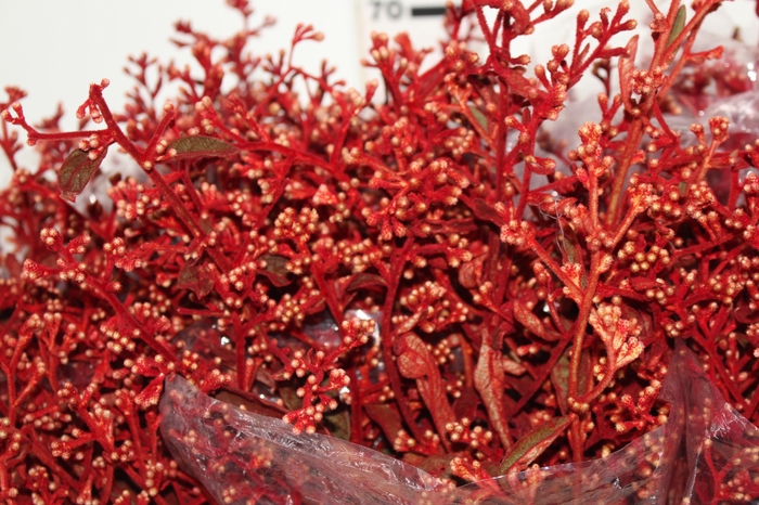 <h4>FOLHAGEM DEDO DE ANJO TINGIDO 060 CM VERMELHO</h4>