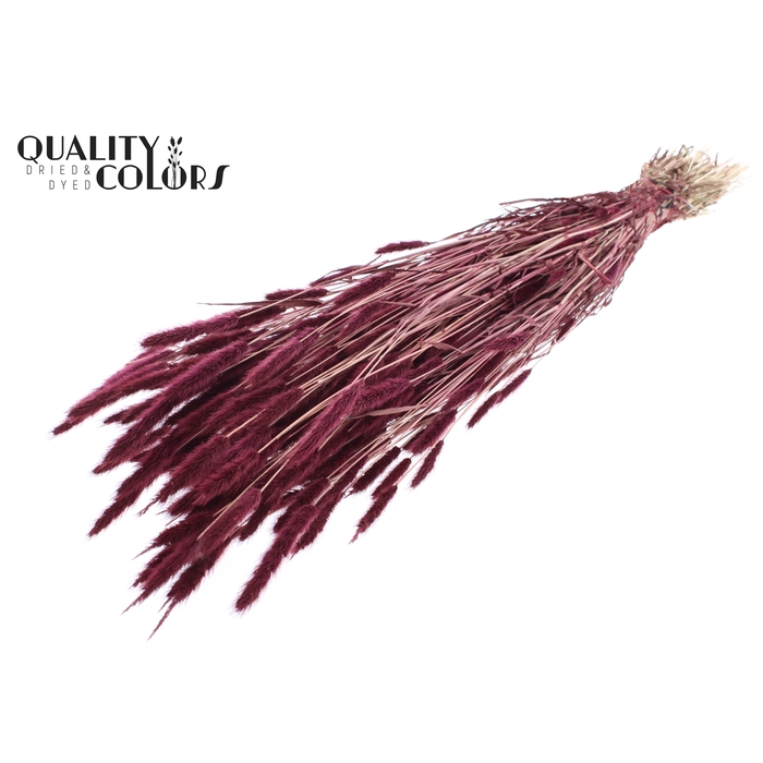 <h4>Polypogon per bunch Burgundy</h4>