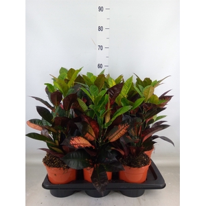 Codiaeum var. KL 'Mrs Iceton'