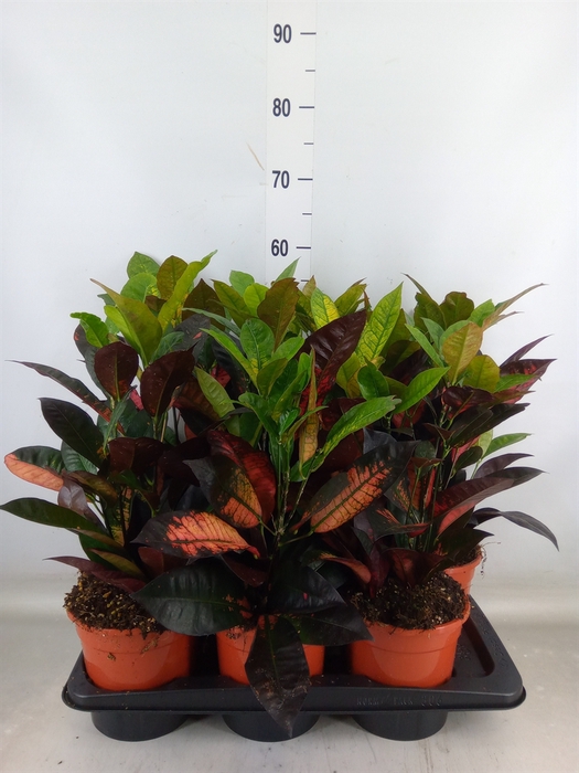<h4>Codiaeum var. KL 'Mrs Iceton'</h4>
