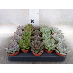 Echeveria   ...mix