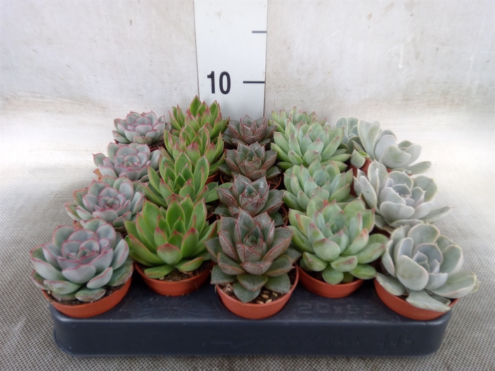 <h4>Echeveria   ...mix</h4>