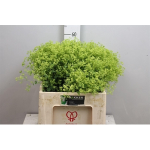 Alchem M Robustica