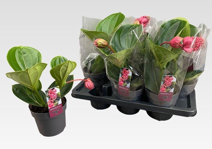 <h4>MEDIN MAG LAMBADA</h4>