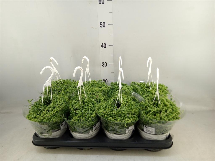 <h4>Senecio rowleyanus</h4>