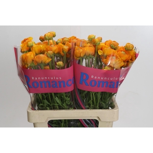 Ranunculus Romance Digne