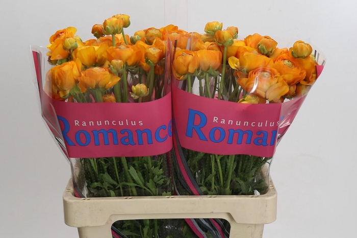 <h4>Ranunculus Romance Digne</h4>