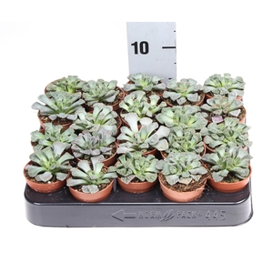 Succulents   ...