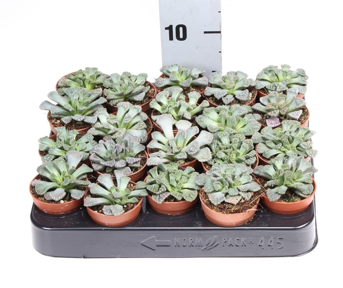 <h4>Succulents   ...</h4>