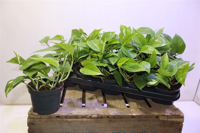 <h4>Epipr Aureum</h4>