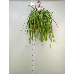 Lepismium bolivianum