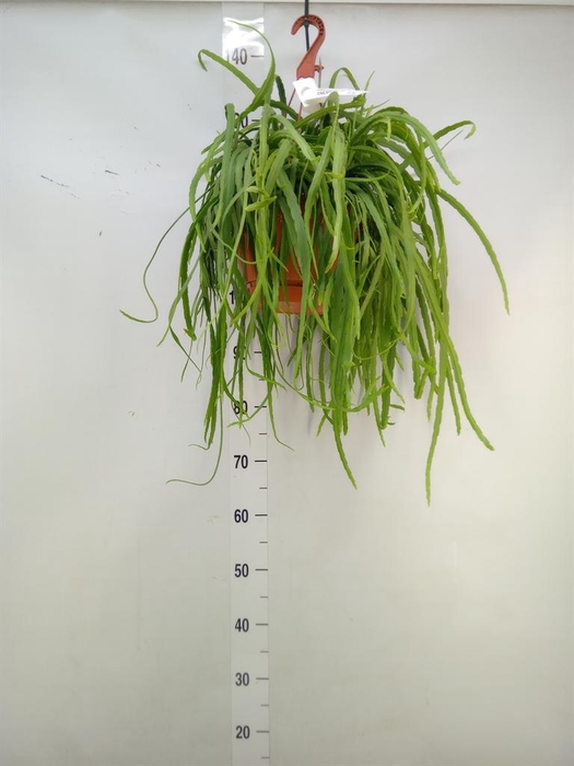 <h4>Lepismium bolivianum</h4>