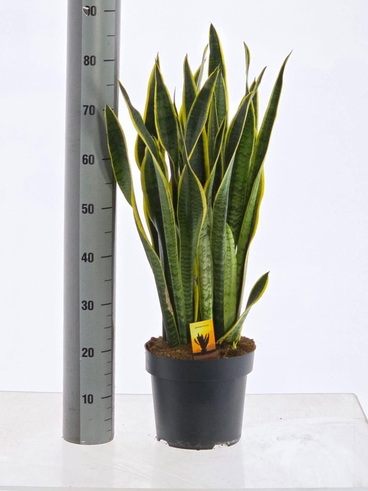 <h4>SANSEV LAURENTII</h4>