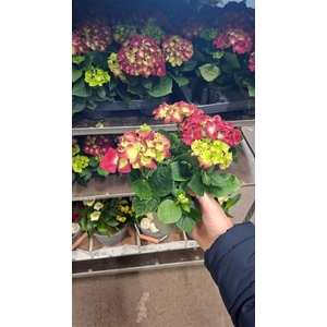 Hydrangea macrophylla overig