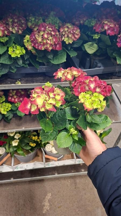 <h4>Hydrangea macrophylla overig</h4>